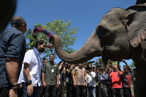 aceh-dukung-pencegahan-konflik-gajah-di-lahan-hibah-presiden