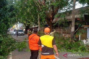 angin-kencang-tumbangkan-pohon-di-kembangan-warga-evakuasi