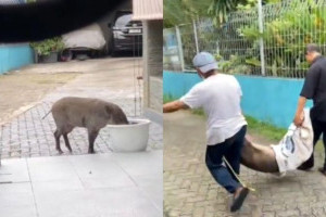 babi-hutan-berkeliaran-di-jaksel-bikin-heboh-dari-mana-datangnya