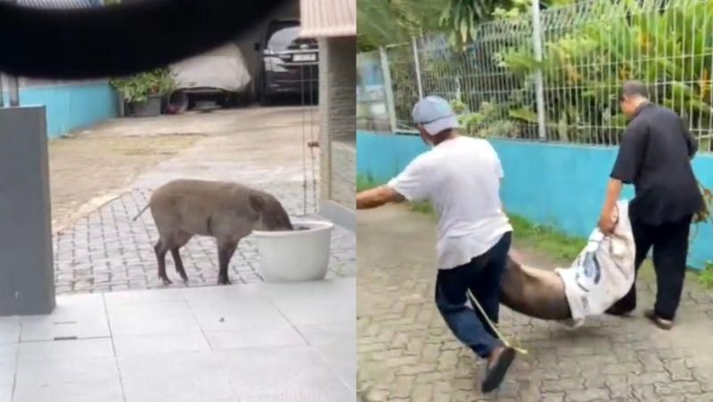 babi-hutan-berkeliaran-di-jaksel-bikin-heboh-dari-mana-datangnya