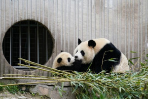 bayi-panda-lahir-di-pusat-konservasi-china-menandai-prestasi-konservasi-panda-raksasa