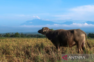 bpbd-banyuwangi-sebut-gunung-raung-erupsi-49-kali-periode-5-15-juni