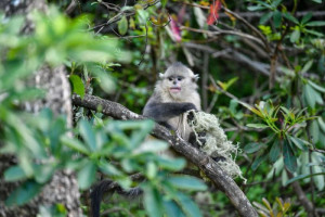 china-pulihkan-populasi-monyet-rambut-emas-yunnan-terancam-punah