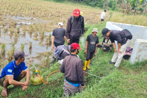 dispertan-garut-berlakukan-gertak-lawan-serangan-tikus-di-sawah