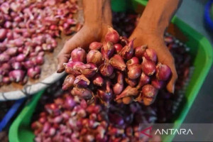 harga-bawang-merah-dan-cabai-rawit-melonjak-di-pasar-terbaru