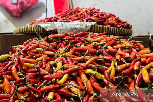 harga-bawang-merah-dan-cabai-rawit-stabil-di-pasar-tradisional