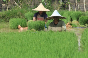 hari-krida-pertanian-21-juni-momentum-apresiasi-untuk-petani-indonesia