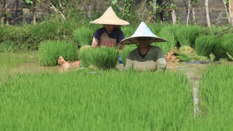hari-krida-pertanian-21-juni-momentum-apresiasi-untuk-petani-indonesia