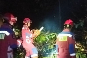 kebakaran-hutan-dan-pohon-tumbang-guncang-jakarta-timur