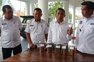 kebangkitan-perkebunan-kopi-di-desa-cendrana-sidrap