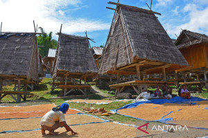 kementan-tingkatkan-produksi-padi-lombok-lewat-anggaran-rp7-miliar