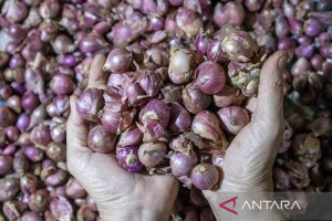 kenaikan-harga-bawang-merah-akibat-serangan-hama-dan-musim-gadu