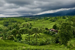 kerja-sama-pertanian-padi-china-indonesia-perkuat-hubungan-diplomatic-di-bali