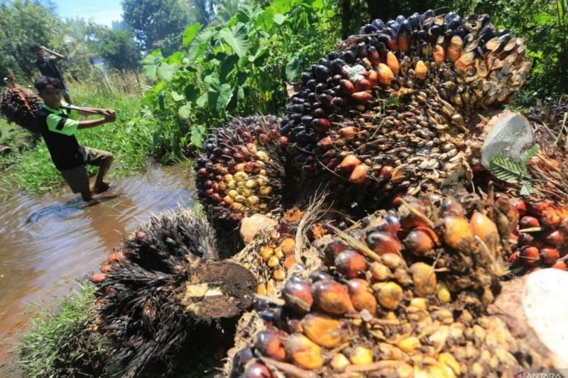 komisi-iv-dorong-peningkatan-produksi-sawit-nasional-untuk-dukung-program-b40