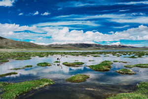 mekanisme-penyerapan-karbon-di-padang-rumput-qinghai-tibet-terungkap