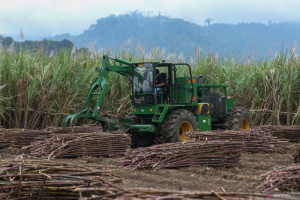 menata-ulang-peta-jalan-swasembada-gula-indonesia