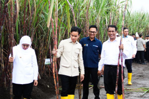 mentan-pastikan-percepatan-swasembada-gula-melalui-perbaikan-hulu-hilir