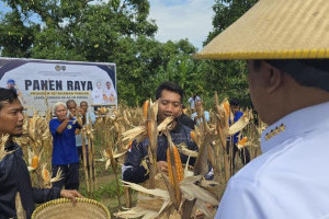 napi-ikut-ketahanan-pangan-lapas-menteri-agus-sudah-dapat-duit-belum