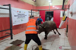 nu-care-lazisnu-salurkan-daging-kurban-ke-palestina-untuk-1-400-keluarga