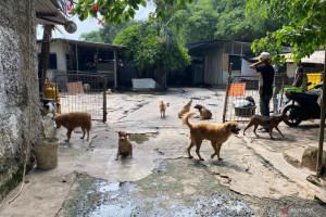 pejaten-shelter-diimbau-miliki-izin-dan-batasi-daya-tampung-hewan-liar