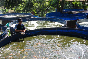 pelatihan-budidaya-ikan-di-lahan-sempit-jakarta-pusat-meningkatkan-ekonomi-warga