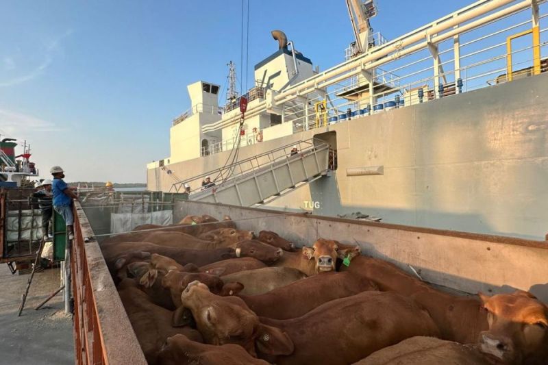 pelindo-kawal-ketahanan-pangan-dengan-layanan-livestock-terintegrasi