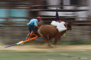 pemkab-sumenep-lestarikan-budaya-karapan-sapi-madura