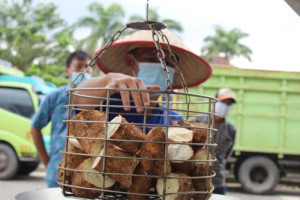 penguatan-ekosistem-singkong-dan-kemandirian-pangan-indonesia