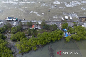 rehabilitasi-200-hektare-mangrove-di-indramayu-dukung-perlindungan-ekosistem-pantai