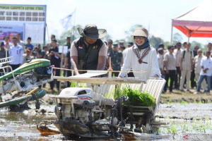 strategi-transformasi-pertanian-ketapang-via-brigade-pangan
