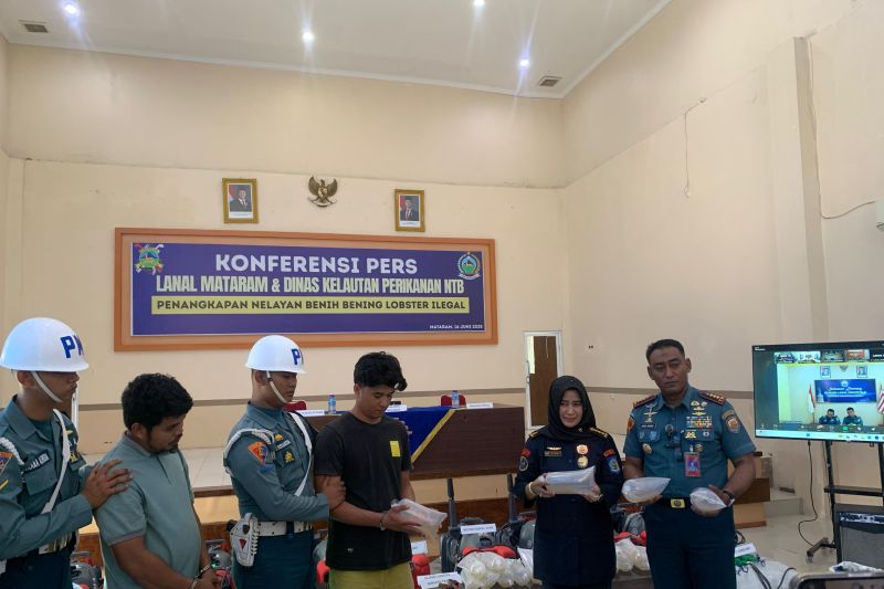tni-al-selamatkan-benih-lobster-dari-tangan-nelayan-ilegal-di-ntb