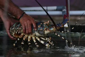 ugm-temukan-7-spesies-baru-lobster-air-tawar-di-papua-barat