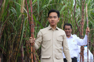 wapres-gibran-kunjungi-petani-tebu-di-banyuwangi-untuk-tingkatkan-produksi